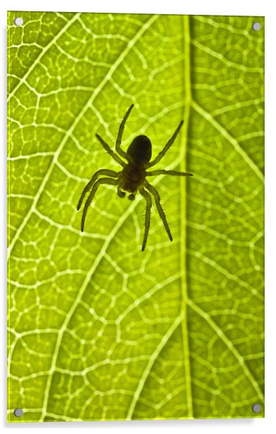 Immature orb web spider (Araneidae) Acrylic by Gabor Pozsgai