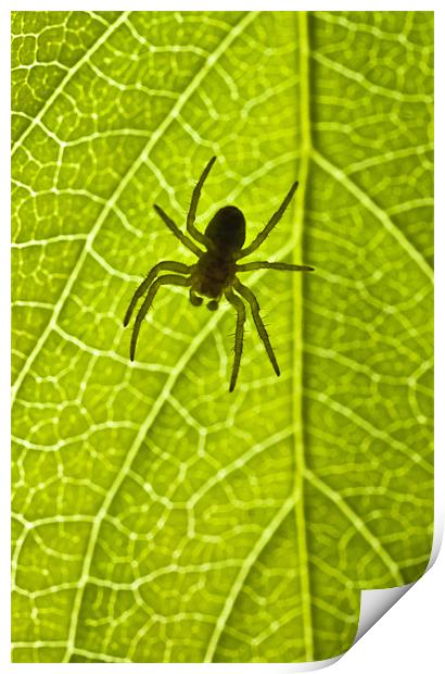 Immature orb web spider (Araneidae) Print by Gabor Pozsgai