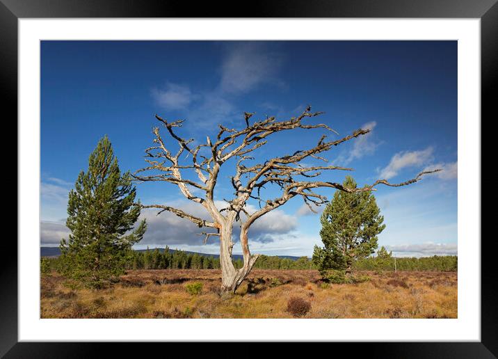 Dead Scots Pine Tree in the Cairngorms, Scotland Framed Mounted Print by Arterra 