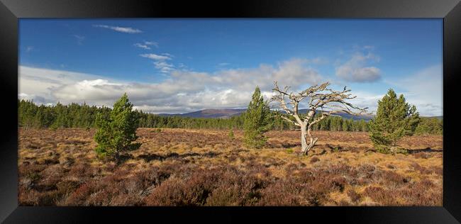 Cairngorms National Park, Scotland Framed Print by Arterra 