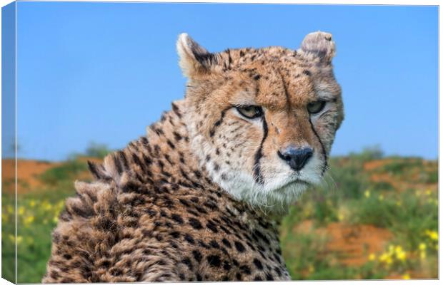 Cheetah Canvas Print by Arterra 