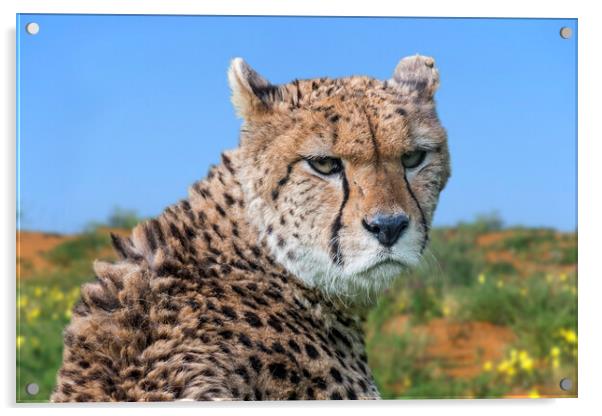 Cheetah Acrylic by Arterra 
