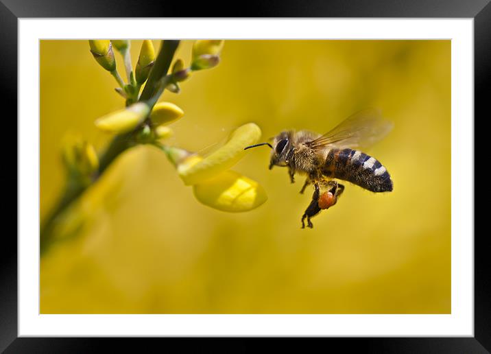Honeybee (Apis mellifera) Framed Mounted Print by Gabor Pozsgai