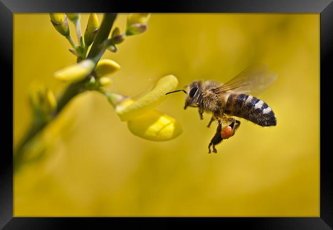 Honeybee (Apis mellifera) Framed Print by Gabor Pozsgai