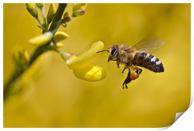 Honeybee (Apis mellifera) Print by Gabor Pozsgai