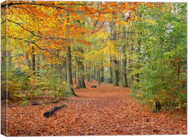 Local wood in autumn  Canvas Print by Andrew Heaps