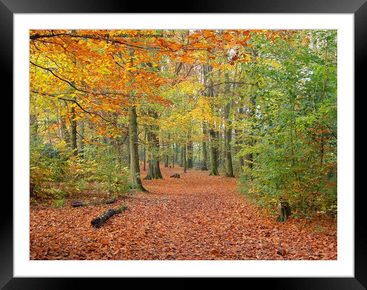 Local wood in autumn  Framed Mounted Print by Andrew Heaps