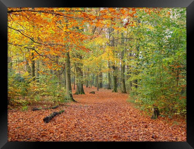 Local wood in autumn  Framed Print by Andrew Heaps