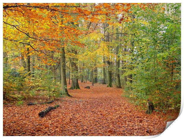 Local wood in autumn  Print by Andrew Heaps