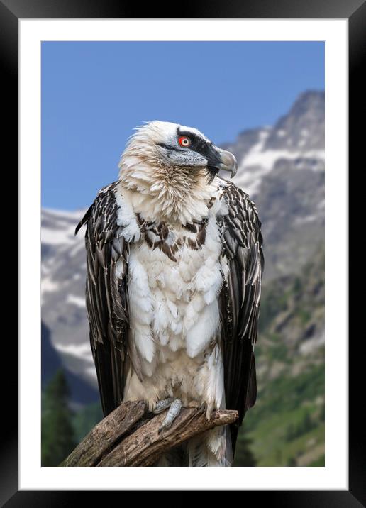 Bearded Vulture Framed Mounted Print by Arterra 