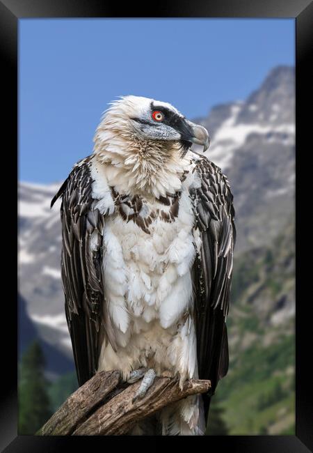 Bearded Vulture Framed Print by Arterra 