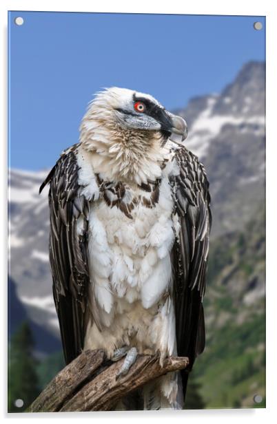Bearded Vulture Acrylic by Arterra 