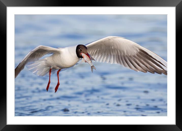 Black-headed Gull with Fish Framed Mounted Print by Arterra 