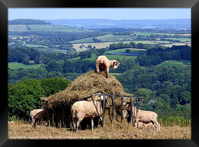 Devon sheep in the hay Framed Print by Elizabeth Chisholm