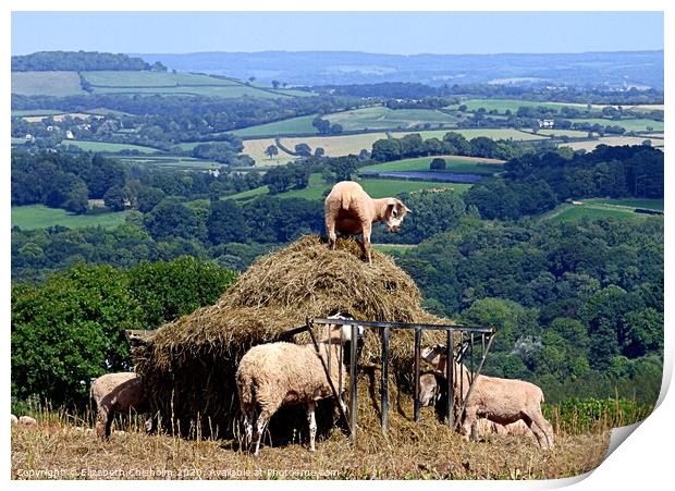 Devon sheep in the hay Print by Elizabeth Chisholm