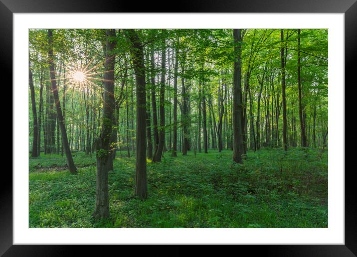 Sun Shining Through Beech Forest in Spring Framed Mounted Print by Arterra 