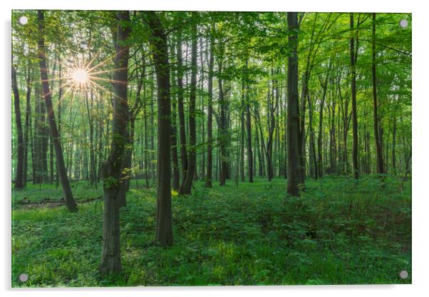 Sun Shining Through Beech Forest in Spring Acrylic by Arterra 