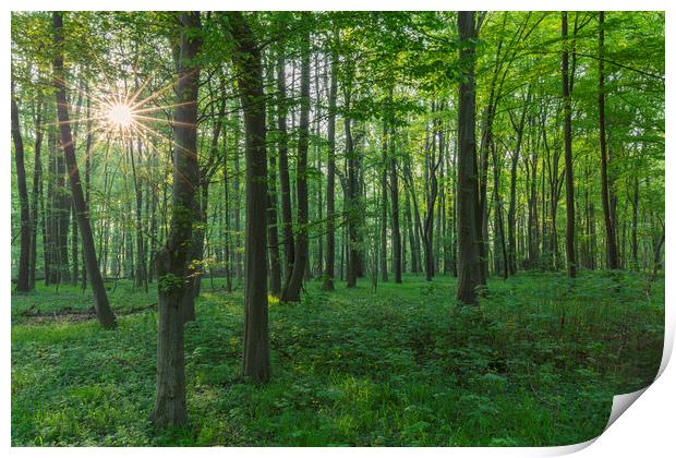 Sun Shining Through Beech Forest in Spring Print by Arterra 
