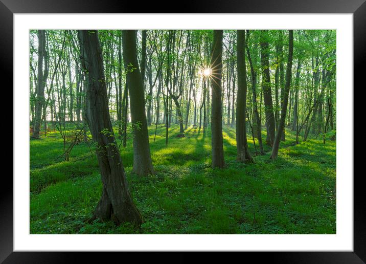 Beech Forest in Spring Framed Mounted Print by Arterra 
