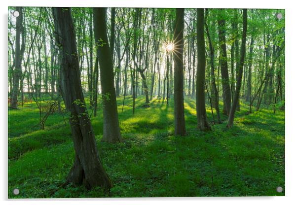 Beech Forest in Spring Acrylic by Arterra 