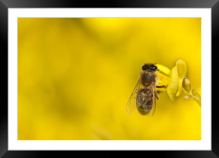 Honeybee (Apis mellifera) Framed Mounted Print by Gabor Pozsgai