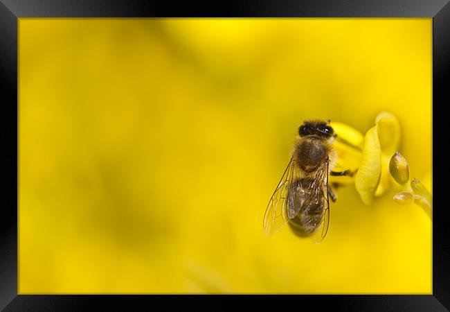 Honeybee (Apis mellifera) Framed Print by Gabor Pozsgai