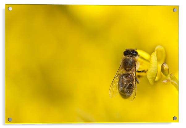 Honeybee (Apis mellifera) Acrylic by Gabor Pozsgai