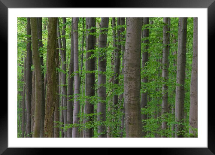 Beech Tree Trunks in Spring Forest Framed Mounted Print by Arterra 