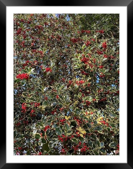 Christmas Holly  Framed Mounted Print by Ailsa Darragh