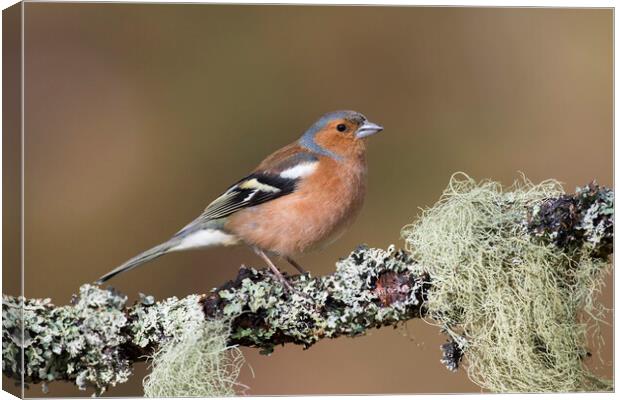 Chaffinch Male Perched in Tree Canvas Print by Arterra 
