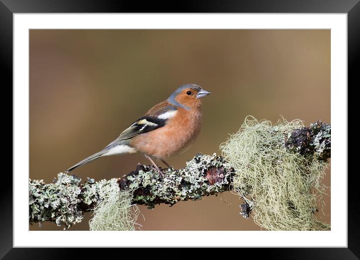 Chaffinch Male Perched in Tree Framed Mounted Print by Arterra 