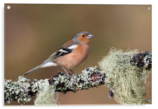 Chaffinch Male Perched in Tree Acrylic by Arterra 