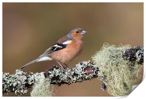 Chaffinch Male Perched in Tree Print by Arterra 
