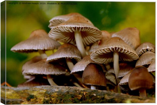 Fungi in autumn scene Canvas Print by Andrew Heaps