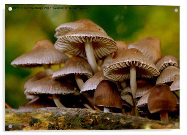 Fungi in autumn scene Acrylic by Andrew Heaps
