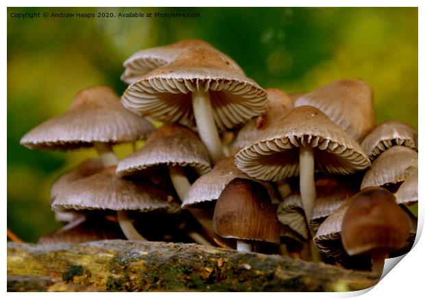 Fungi in autumn scene Print by Andrew Heaps