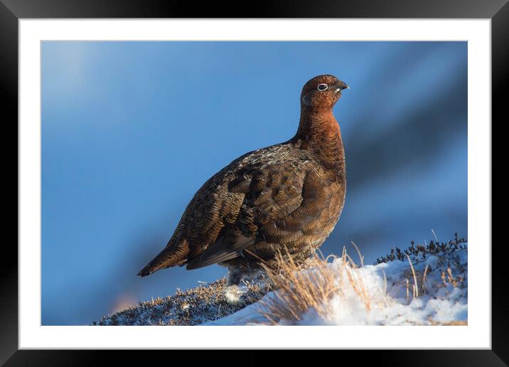 Red Grouse in Winter, Scotland Framed Mounted Print by Arterra 