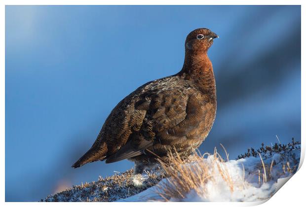 Red Grouse in Winter, Scotland Print by Arterra 
