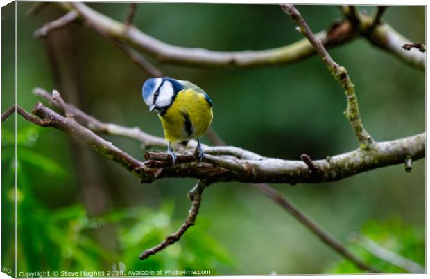 Blue Tit in the Apple tree Canvas Print by Steve Hughes