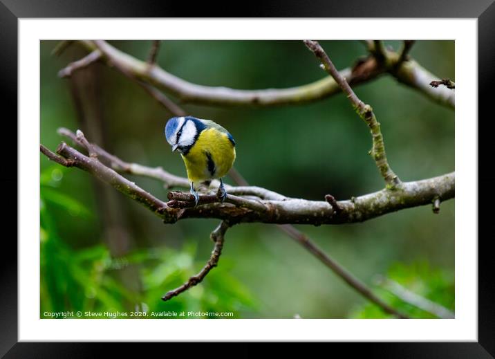 Blue Tit in the Apple tree Framed Mounted Print by Steve Hughes