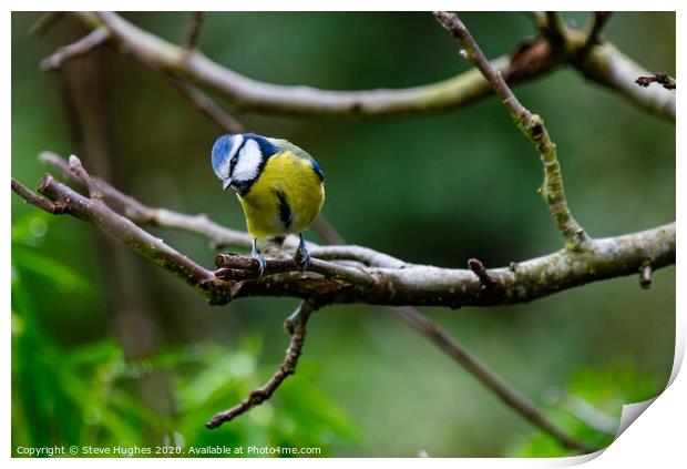 Blue Tit in the Apple tree Print by Steve Hughes