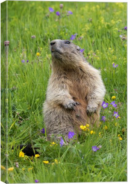 Alpine Marmot in Meadow Canvas Print by Arterra 