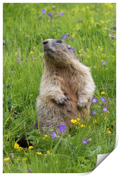 Alpine Marmot in Meadow Print by Arterra 