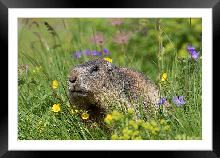 Alpine Marmot in Summer Framed Mounted Print by Arterra 