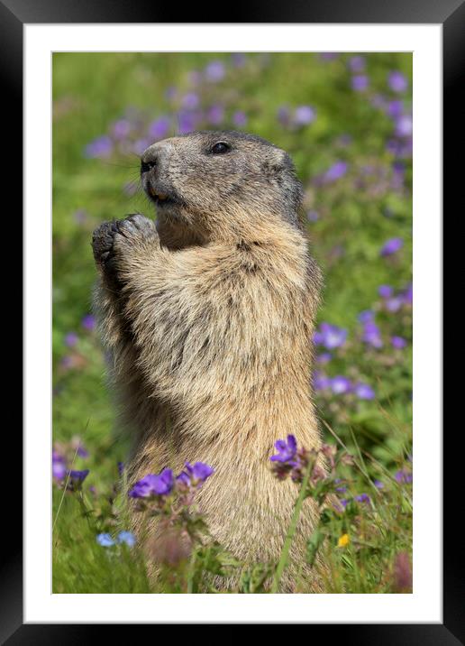 Marmot in Summer Meadow Framed Mounted Print by Arterra 