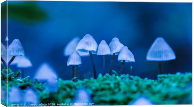 art with mycena arcangeliana in the forest in holland Canvas Print by Chris Willemsen