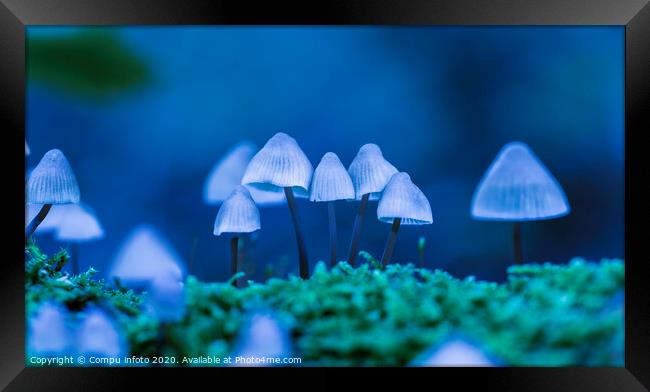 art with mycena arcangeliana in the forest in holland Framed Print by Chris Willemsen