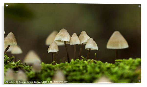 mycena arcangeliana in the forest in holland Acrylic by Chris Willemsen