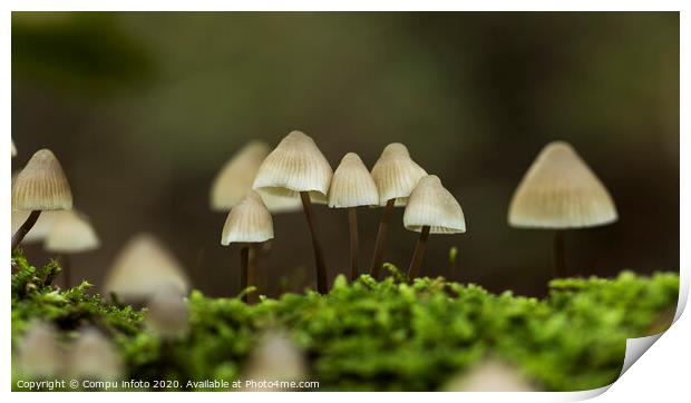 mycena arcangeliana in the forest in holland Print by Chris Willemsen