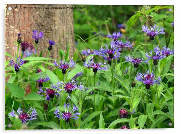 Purple flowers cornflower Acrylic by Andrew Heaps